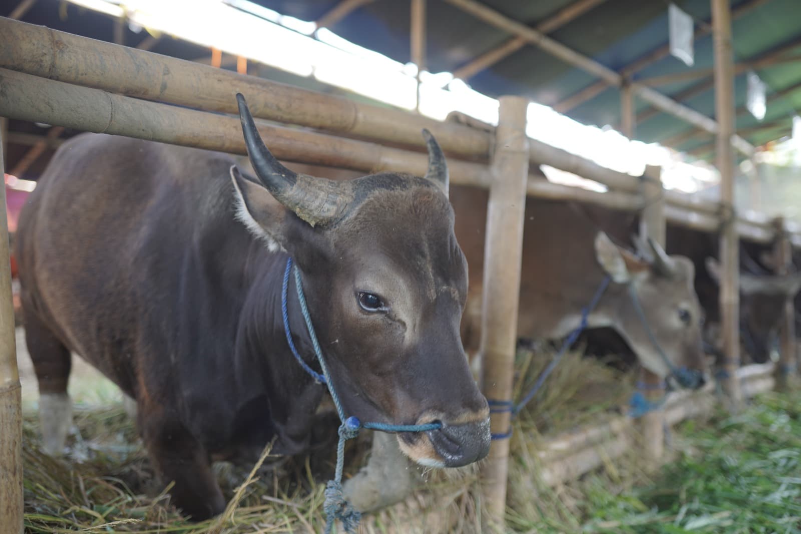 TPID DIY memastikan stok sapi kurban di Kulon Progo surplus menjelang Iduladha 1447 H. Pengawasan kesehatan hewan dilakukan dengan triple screening untuk menjamin kualitas ASUH bagi masyarakat. (dok. Pemda DIY)
